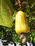 Cashew Brazil fruit 1.jpg